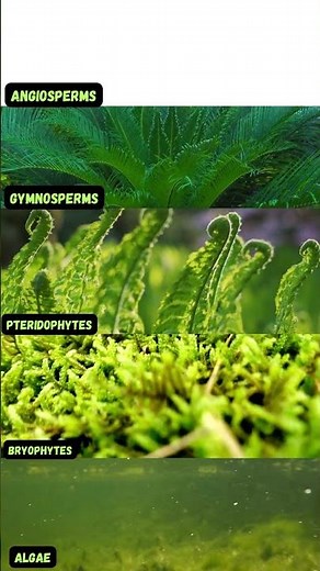 5 Major Plant Groups | Plant Kingdom