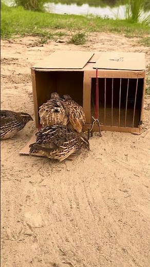 How to Make an Easy Bird Trap at Home (100% Working) #trap #outdoors #usa