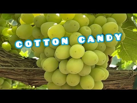 Cotton Candy Grapes Taste Test | Cotton Candy Grapes Review