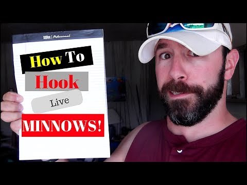 How to hook live minnows! Catch more Fish!
