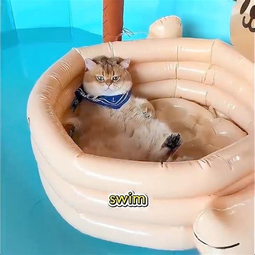 From HATING Water to LOVE IT! This Cat’s Transformation Will Shock You 😻💦#cat #pet #shuorts