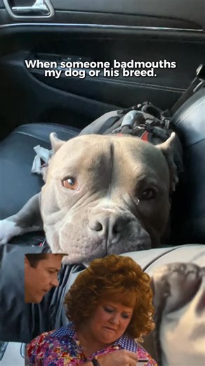 G U N N E R🐾 on Instagram: "🥋🔪#bullybreeds #dontbullythebreed #pocketbully #americanbully"