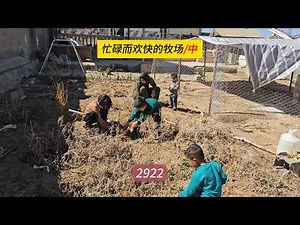 The older children help with the chores, Azada accidentally falls, Mina documentary 2922 (Chinese).
