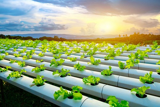 What Is Hydroponics?