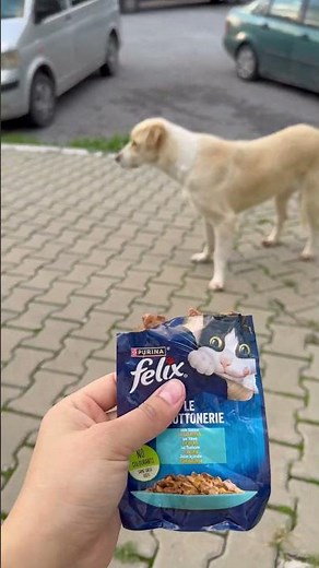 Do dogs eat cat food? Let's try and see 😂 #Don'tForgetToSubscribe #Explore #CatShorts #Endcard