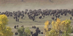 Hear the rumble of buffalo during the 2023 Buffalo Roundup