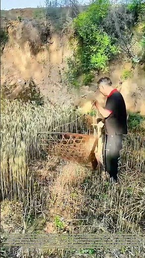 Swinging Antique Scythes: Timeless Manual Wheat‑Harvesting in Rural Farmlands