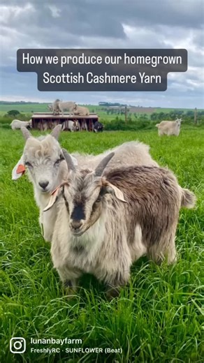 We are often asked by our farm tour visitors about how we harvest cashmere from our goats. It’s a gentle, natural process that involves combing out our goats’ winter coats that naturally cast come spring. It takes one hour to comb an adult goat. If the cashmere wasn’t combed out by us, the goats would rub themselves against trees and fence posts to remove it. Their new cashmere coat starts growing in again in Autumn and the whole process starts again. 👉To find out more, book a farm tour next ye