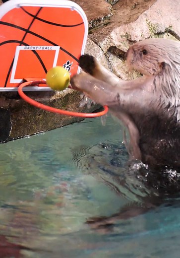 Exploring the Sea Otters at Georgia Aquarium
