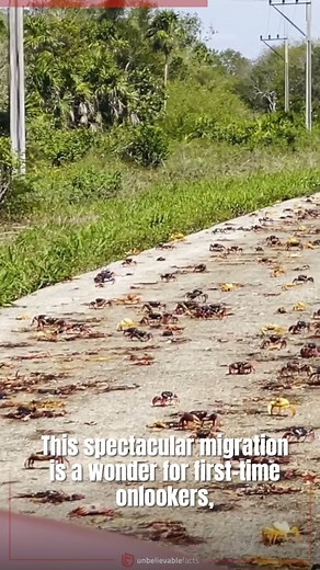 63K views · 424 reactions | Crabs Take Over Cuba's Roads Each Spring | Unbelievable facts | Facebook
