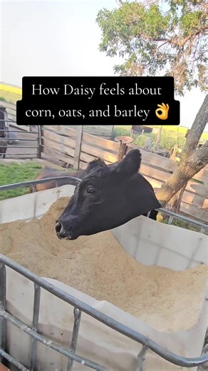 Agile Cow Daisy: Black Angus Porch Cow Loves Corn, Oats & Barley