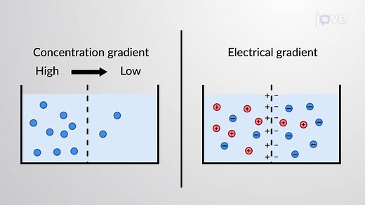 Video: What is an Electrochemical Gradient?