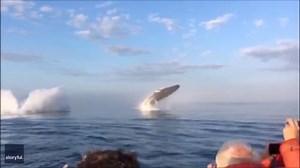 Extraordinary video captures triple whale breaching off coast of Nova Scotia