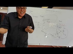 35 Glucocorticoids Cortisol part 1