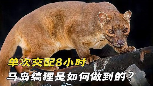 交配时间“最长”的动物，一次长达八个小时，镜头记录真实过程！