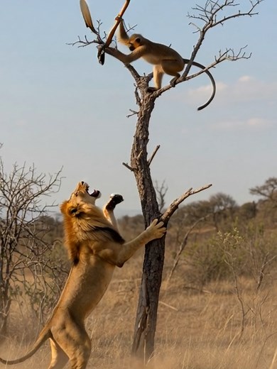 Monkey vs Lion: Hilarious Animal Encounters