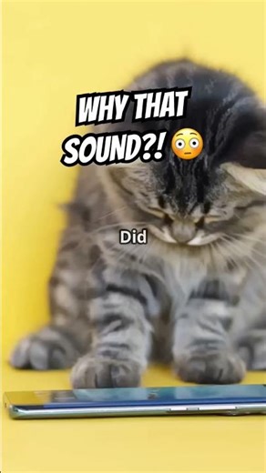 📱🐱 Why Your Cat Reacts to Your Phone Sounds