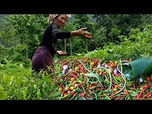 Village life in Nagaland, farmers harvesting organic fruits and vegetables, weeding in Paddy field