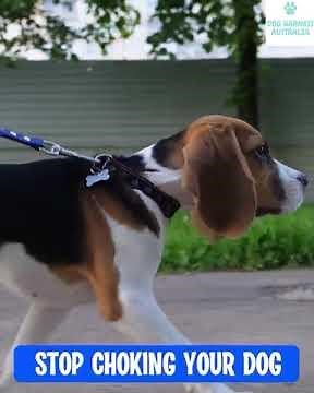 No More Choking! The Harness That Changed Our Walks