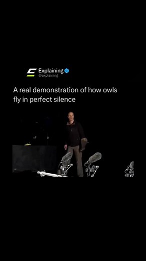 Owls are able to fly in near complete silence thanks to specialized features in their feathers 🦉 Their wing edges have a comb-like structure that breaks up airflow, reducing the noise usually caused by flapping. The surface of their feathers is also soft and velvety, which absorbs sound instead of letting it travel. On top of that, their large wings allow them to glide smoothly with minimal effort, cutting down on turbulence. All of this helps owls approach prey without being heard, making them