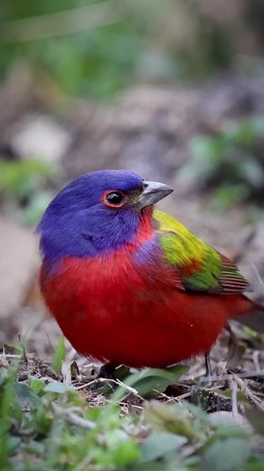 Colorful Painted Bunting Bird in Nature | Bird Photography Video