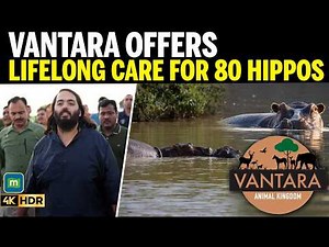 Anant Ambani Urges Colombia To Halt Hippo Cull, Offers Vantara Relocation Plan