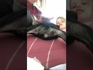 Pug expression pee and poo