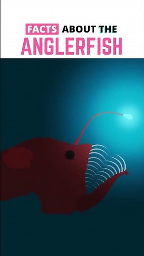 The Anglerfish is SCARY COOL!