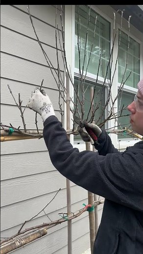 How to Prune Espalier Trees to Maximize Production #espalier #pruningtips #fruittrees #winterpruning