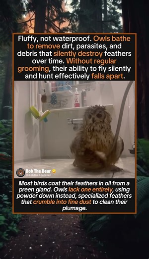 Owls Are Secretly Very Into Personal Hygiene