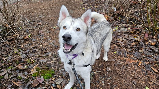 Pet of the Week: Meet Hyena,