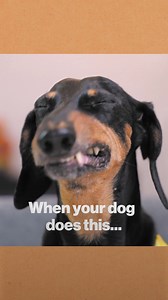 Ever wondered what your dog's sneezes are trying to tell you? We've decoded that for you. | The Farmer's Dog