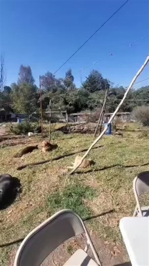 Cambia un Destino: Adopciones on Instagram: "🍲 Concluyó la entrega de la primera ración de alimento este #FelizDomingo. 🙏 Con alimentación balanceada, atención médica y muchos cuidados, los seres sintientes que están resguardados en el predio de la Fundación Antonio Haghenbeck y de la Lama IAP (carretera México–Toluca, km 16.5) comienzan a rehabilitarse. ⏰ Ahora, un descanso para l@s 40 colaboradores (médicos, personal de limpieza, rehabilitadores, entre otros) que estamos aquí a diario, y lue