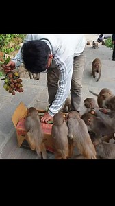 litchi party to wild monkeys #feedinganimal | Random Monkey