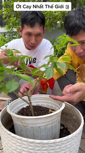 Thử Trái Ớt Cay Nhất Thế Giới: Mukbang với Lâm Vlog