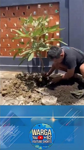 Planting Trees for Shade, the Ending is Unexpected!
