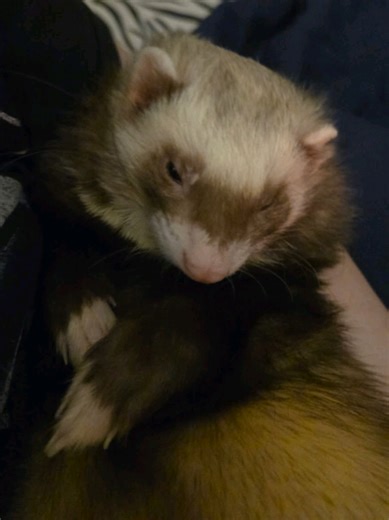 Funny Christmas Cat Memes to Brighten Your Holidays