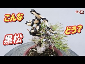[Black Pine] Let's make a unique mini bonsai! Sequel. ✨ / Beginner / How to make a bonsai