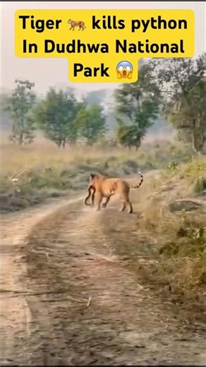 Tiger kills Python | Rare wildlife video #shorts #foryou #viralreel