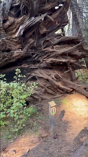 They wanted to drive through Giant Sequoia #historyhunters