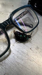 2.4K views · 11 reactions | Invasion of the June bug | MIKE PIKE Tattoo Machines | Facebook