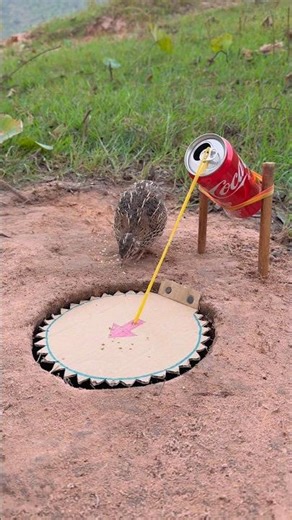 Great Underground Quail Trap #shorts