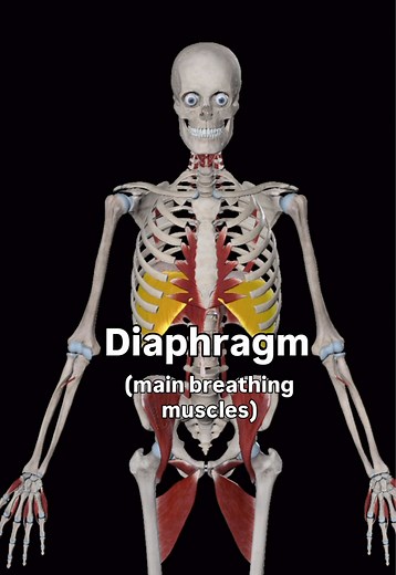 Breathing Muscles @Easy Anatomy App 🫁 1. Diaphragm → Main breathing muscle (separates chest/belly) 2. External intercostal → Rib muscles that lift ribs for inhaling 3. Sternocleidomastoid → Neck muscles for head movement deep breathing 4. Scalene → Deep neck muscles that lift upper ribs 5. Serratus anterior →