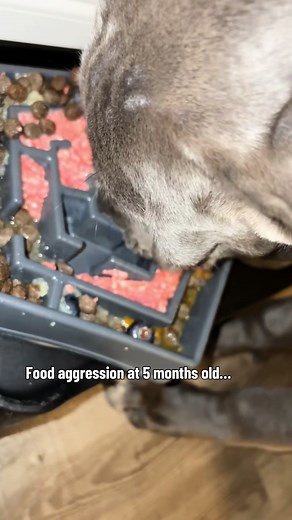 From Food Aggression to Trust: Cane Corso Training Journey