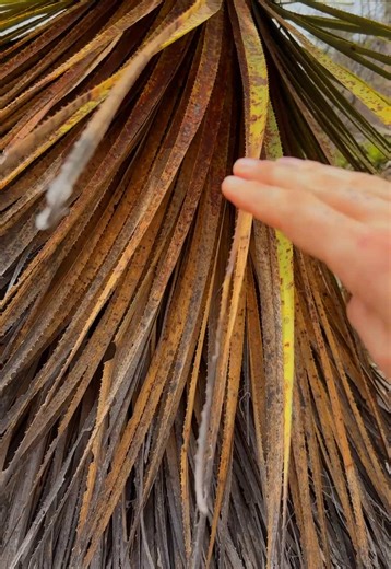 Vibraphone Sound from Palm Trees: A Musical Discovery