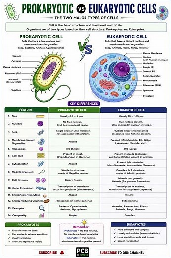 🚀 Prokaryotic vs Eukaryotic Cells | Complete Differences Explained