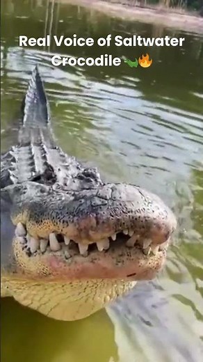 Saltwater Crocodile Roar | Terrifying Real Sound 🐊🔥