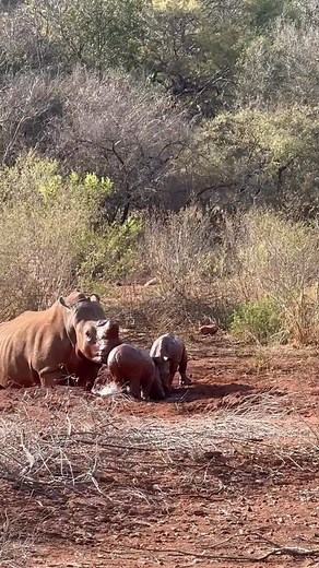 Update from Intensive Protection Zone Khanya and Rubybelle’s little ones are certainly keeping their moms on their toes. This cheeky pair can entertain themselves for hours, splashing in the mud, chasing each other around, and practising their tiny sparring skills. And while you might think that gives the moms a chance to enjoy a quiet moment… not quite! Keeping up with these two busy boys is a full time job. It looks as though Rubybelle may have given Khanya a bit of a break, as she now has two