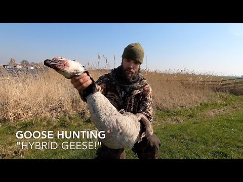 Goose hunting (ganzenjacht) in Holland - Hybrid geese!