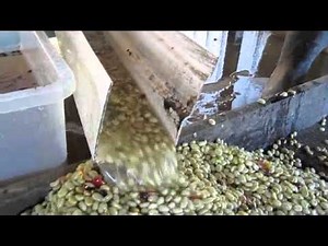 Experimental Ecoline coffee depulping with enzyme demucilaging